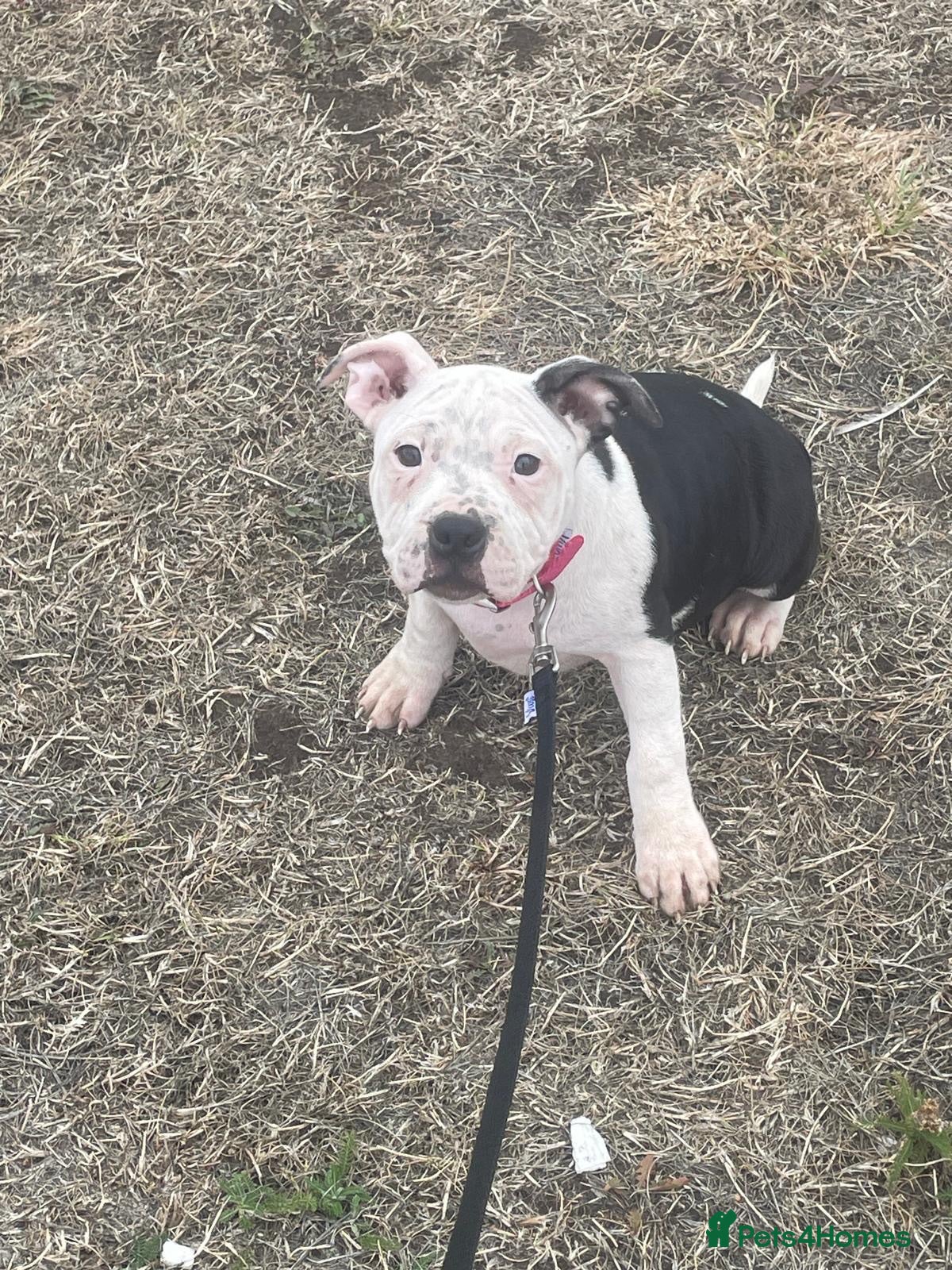 Staffordshire Bull Terrier dogs Adorable pied female staff puppy  - Advert 12