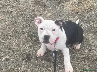 Staffordshire Bull Terrier dogs Adorable pied female staff puppy - Advert 18