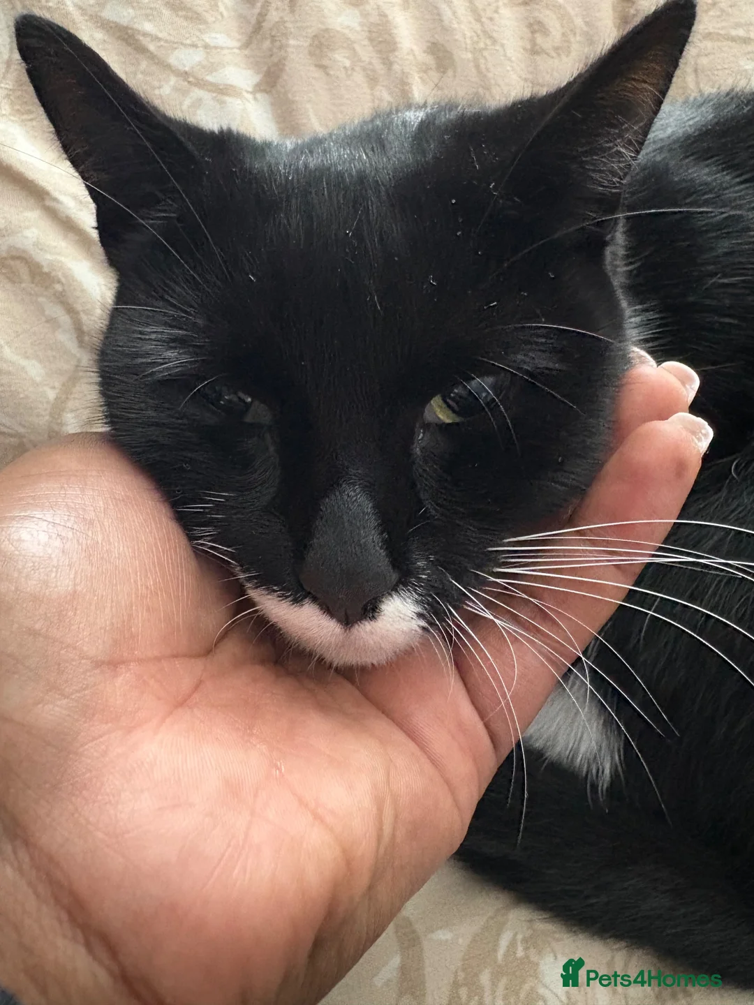 Domestic Shorthair cats for sale: Rehoming my beautiful girl - Advert 2