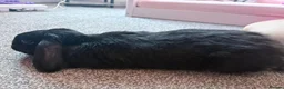 English Lop rabbits for sale: Female lop rabbit in Chesterfield - Advert 2