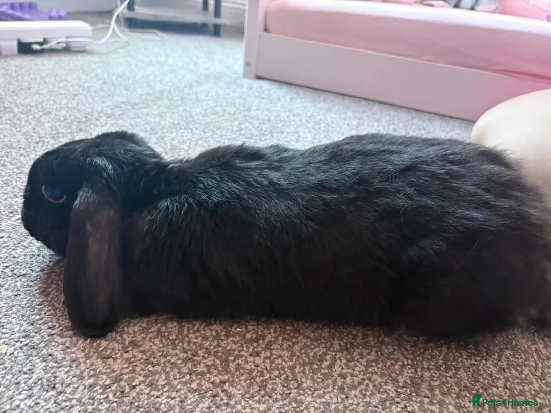 English Lop rabbits for sale: Female lop rabbit in Chesterfield - Advert 2