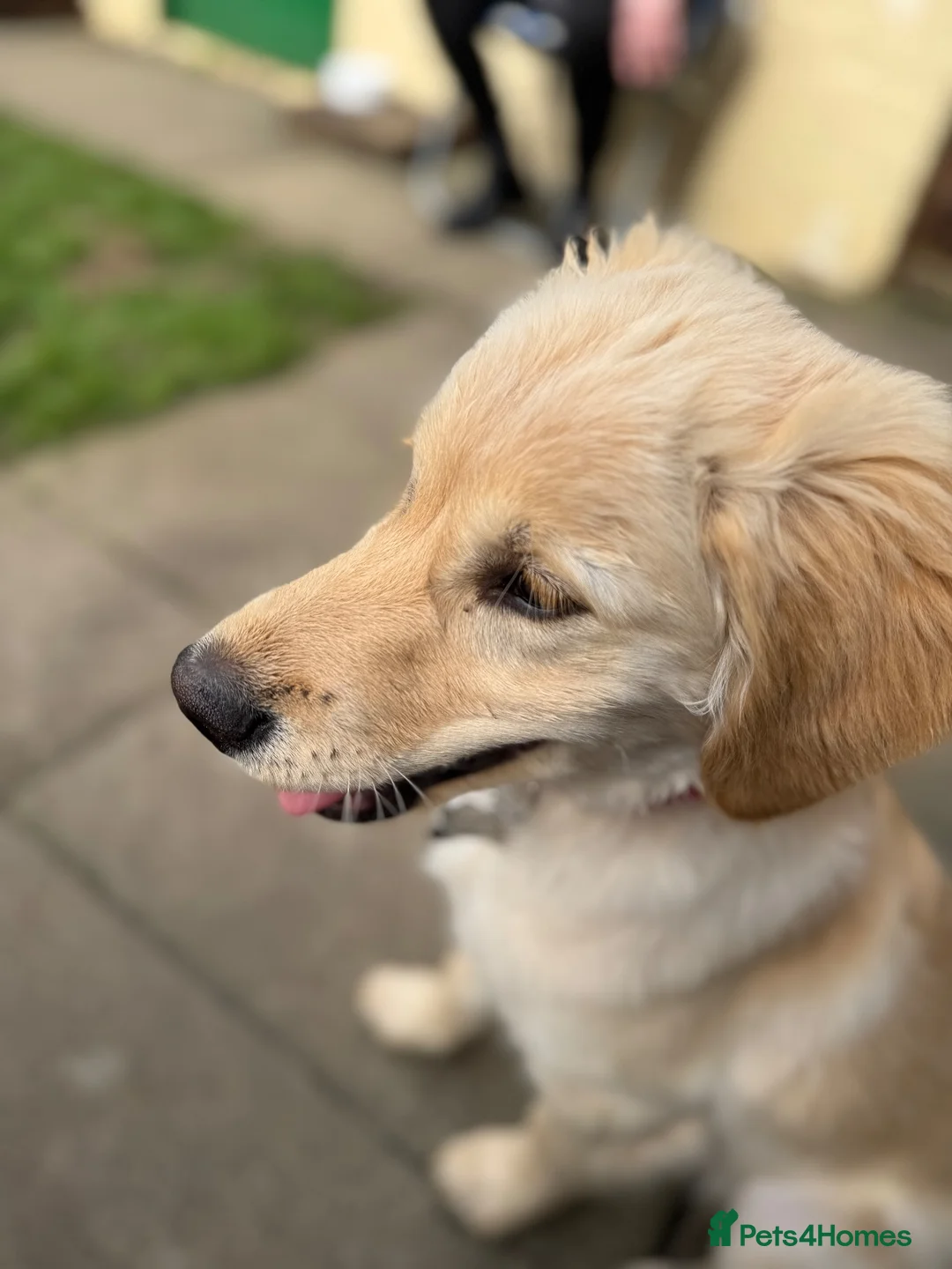 Golden Retriever dogs for sale: Rehome golden retriever  - Advert 9