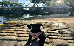 Mixed Breed dogs for sale: Doberman X Weimaraner  - Image 5
