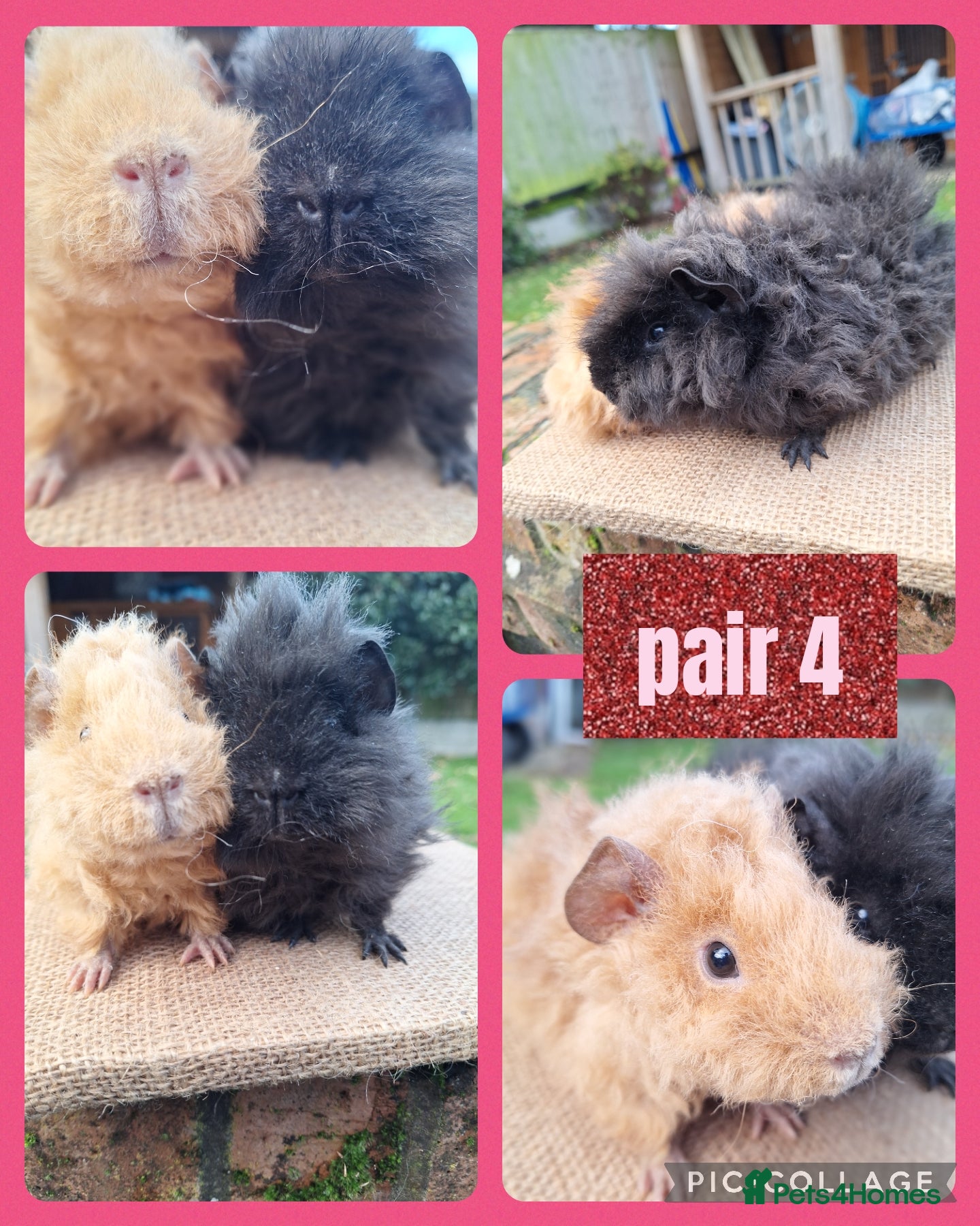 Guinea Pig rodents Pairs of boys (1,2) pair of girls and single sow - Advert 18