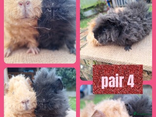 Guinea Pig rodents Pairs of boys (1,2) pair of girls and single sow - Advert 14