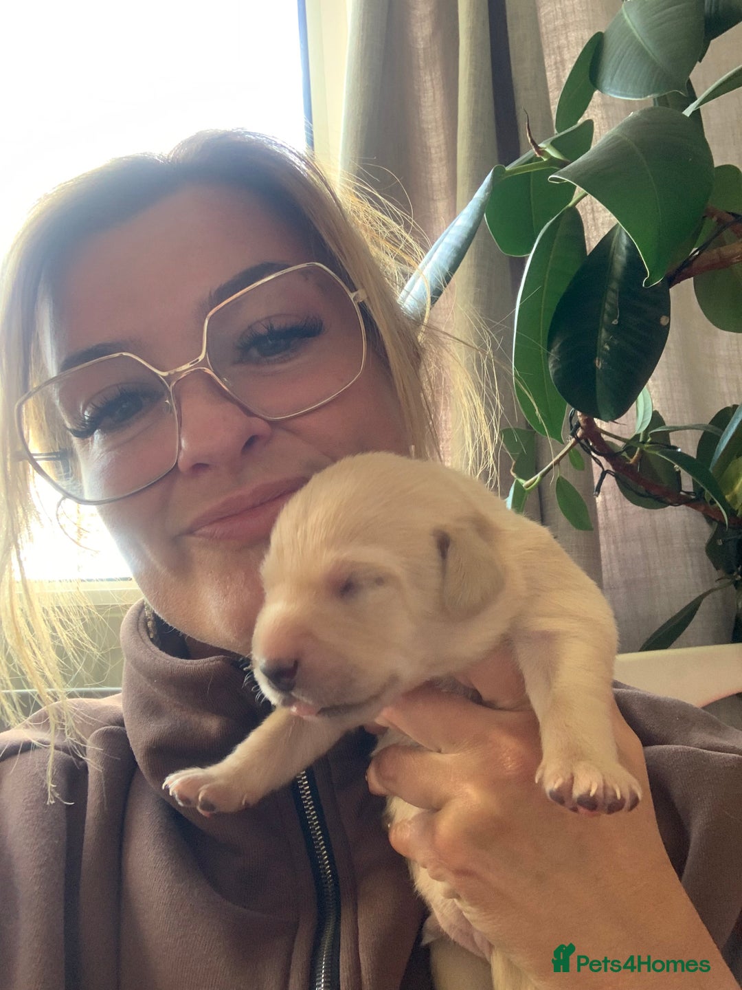 Labrador Retriever dogs for sale: Labrador Retriever Puppies for sale  - Advert 12