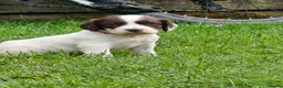 Mixed Breed dogs for sale: *Therapy bred* Clumber cocker springer cross  - Advert 14