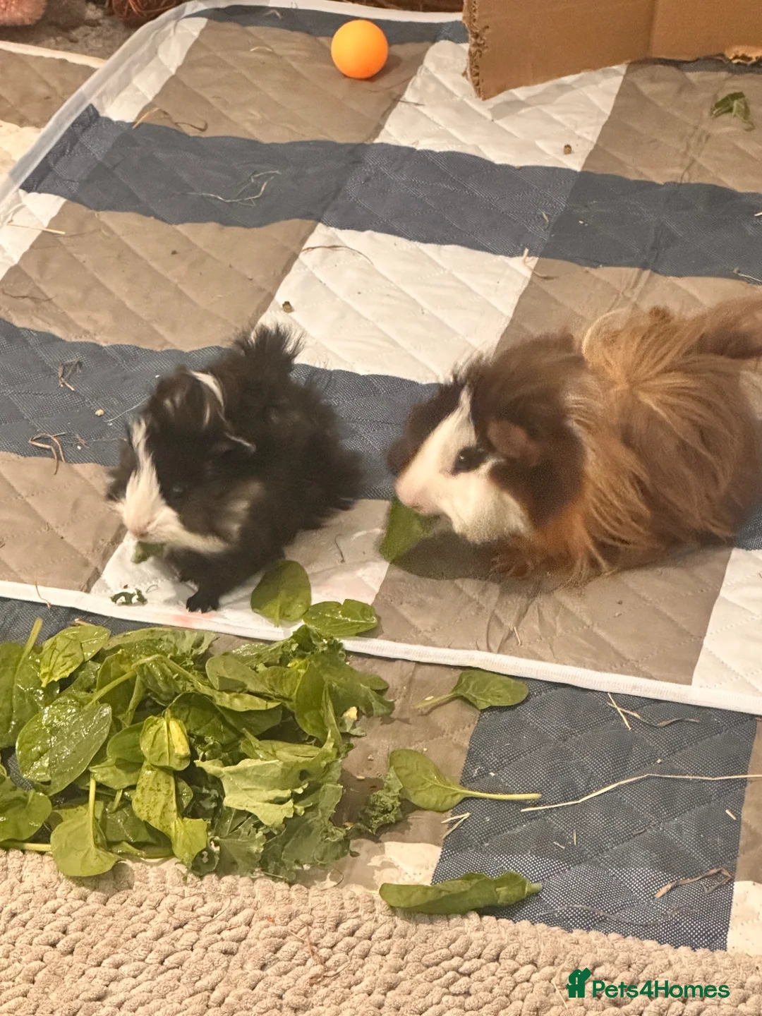 Guinea Pig rodents for sale: Pair of male guinea pigs 6 months and 9 weeks old - Advert 2