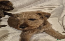 Irish Terrier dogs for sale: Home raised Irish terrier  - Image 21
