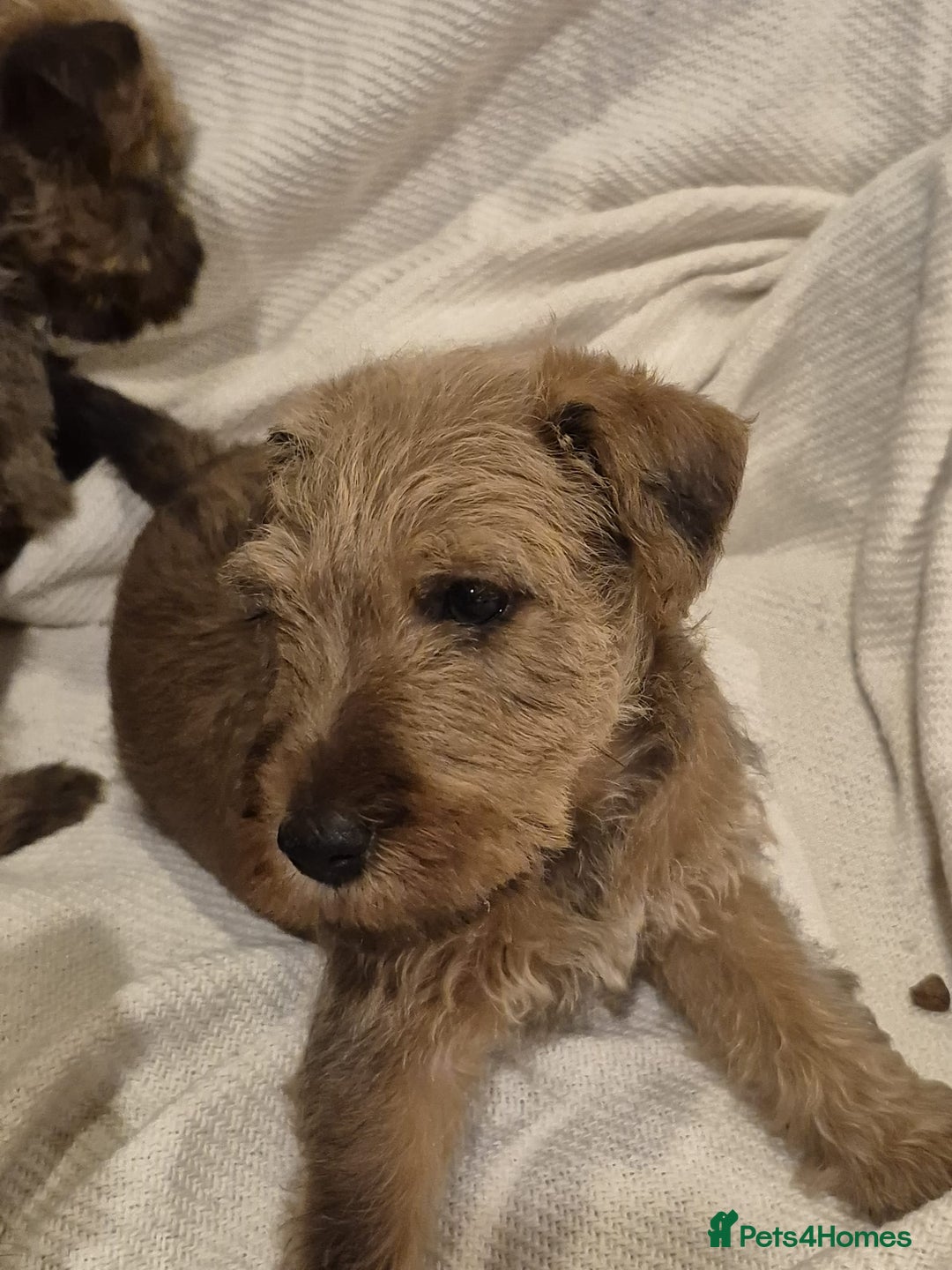Irish Terrier dogs for sale: Home raised Irish terrier  - Image 21