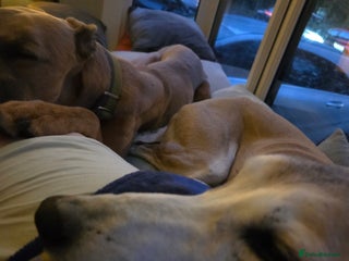 Mixed Breed dogs Saluki x lurcher hybrid - Advert 1