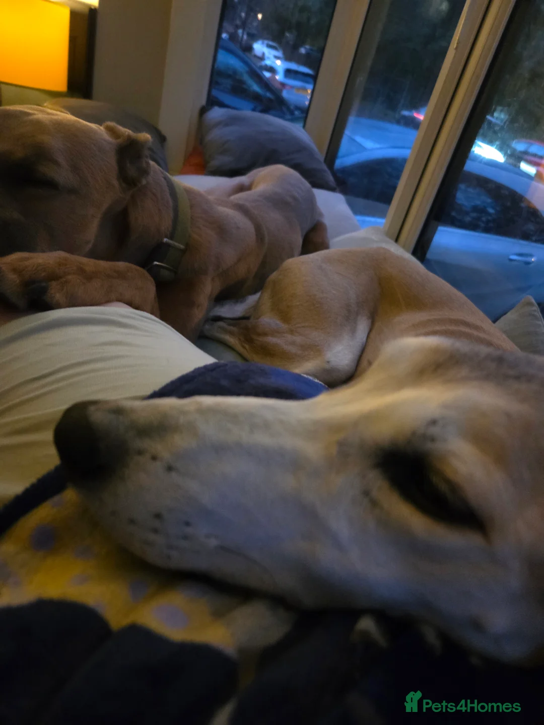 Mixed Breed dogs for sale: Saluki x lurcher hybrid  - Advert 1