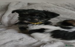 Morkie dogs for sale: Yorkie dominant small Morkies - Image 10