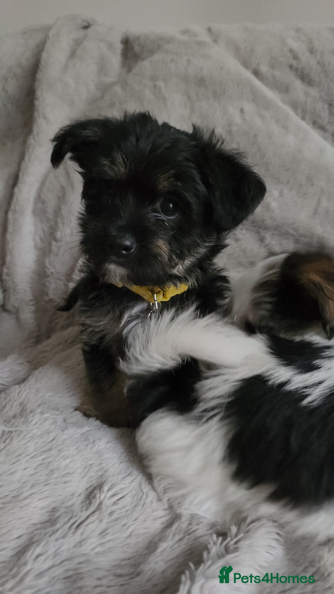 Morkie dogs for sale: Yorkie dominant small Morkies - Image 10