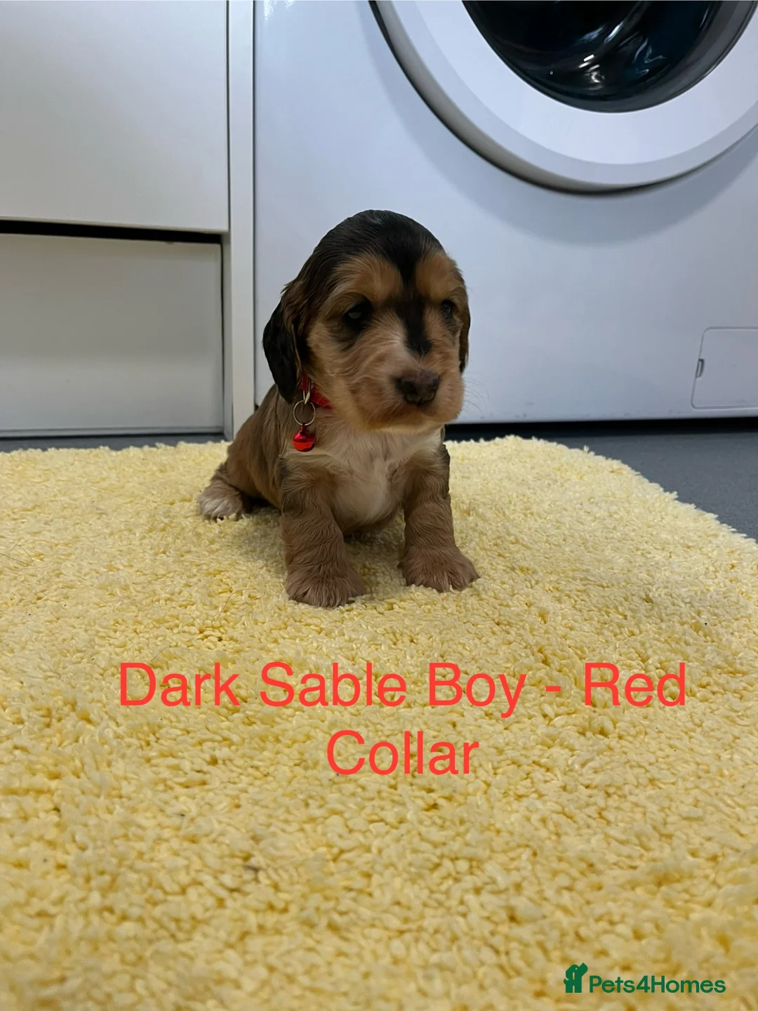 Cocker Spaniel dogs for sale: Beautiful Show Type Cocker Spaniel Puppies - Advert 1