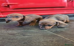 Miniature Dachshund dogs for sale: Miniature dachshund pups - Advert 4