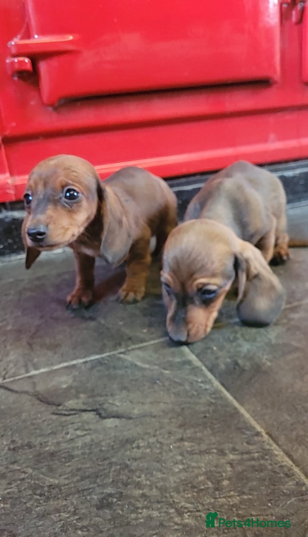 Miniature Dachshund dogs for sale: Miniature dachshund pups - Advert 4