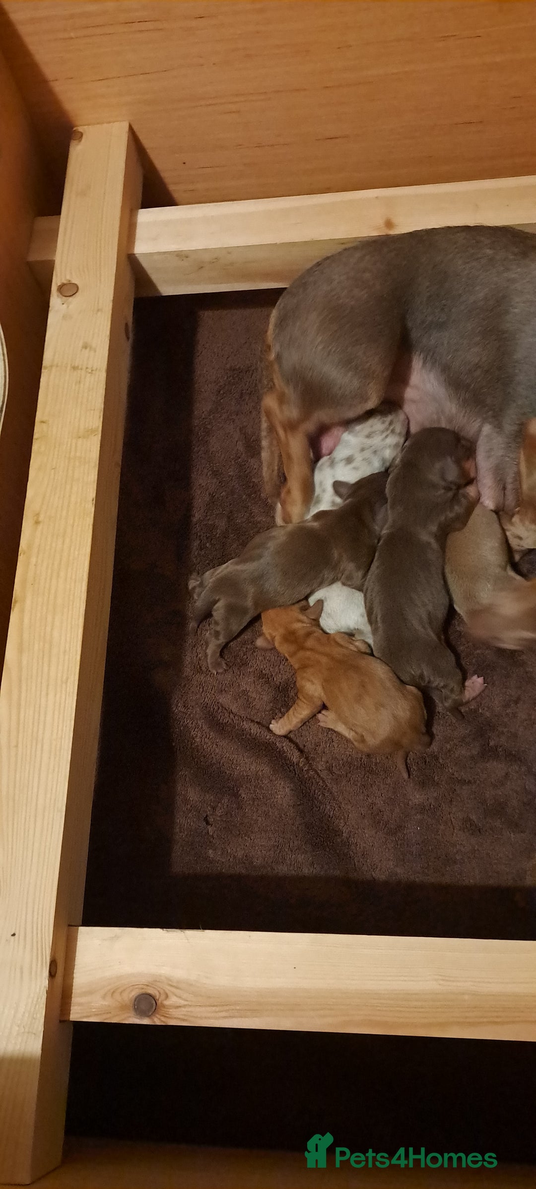 Dachshund dogs for sale: Miniature dachshund puppies  - Advert 3