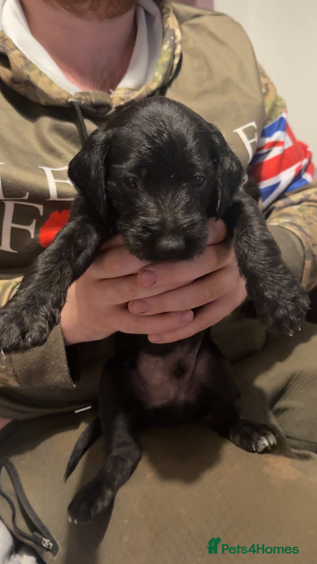 Mixed Breed dogs for sale: Bedlington X pointer  - Advert 4