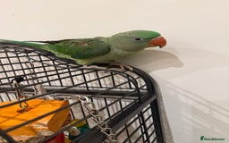 Parrots birds for sale: Alexander - Image 2
