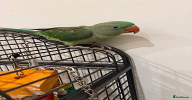 Parrots birds - Advert 6
