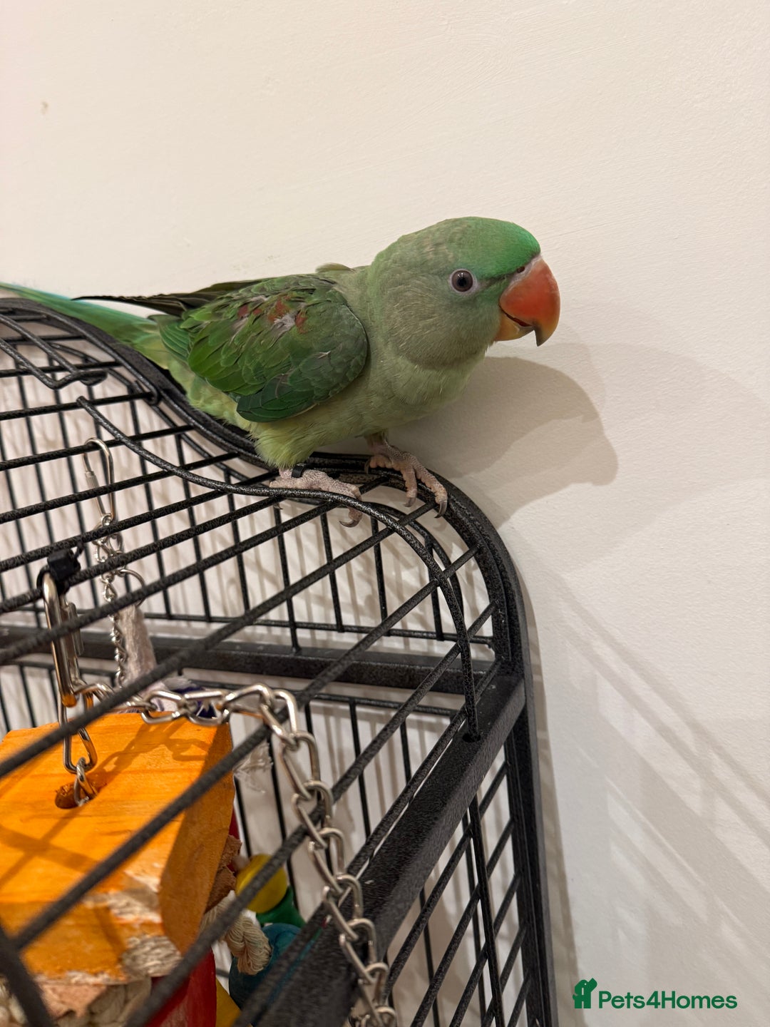 Parrots birds for sale: Alexander - Image 2