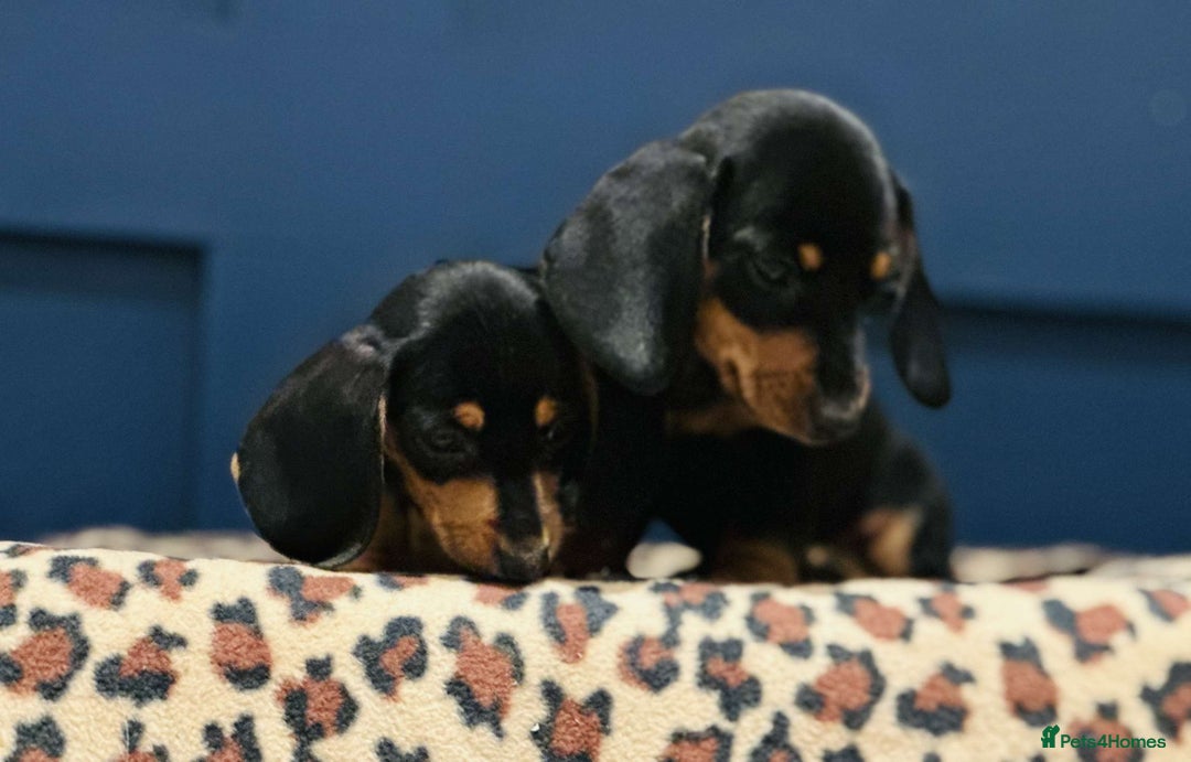 Miniature Dachshund dogs for sale: Short Haired Miniature Dachshunds - Image 10