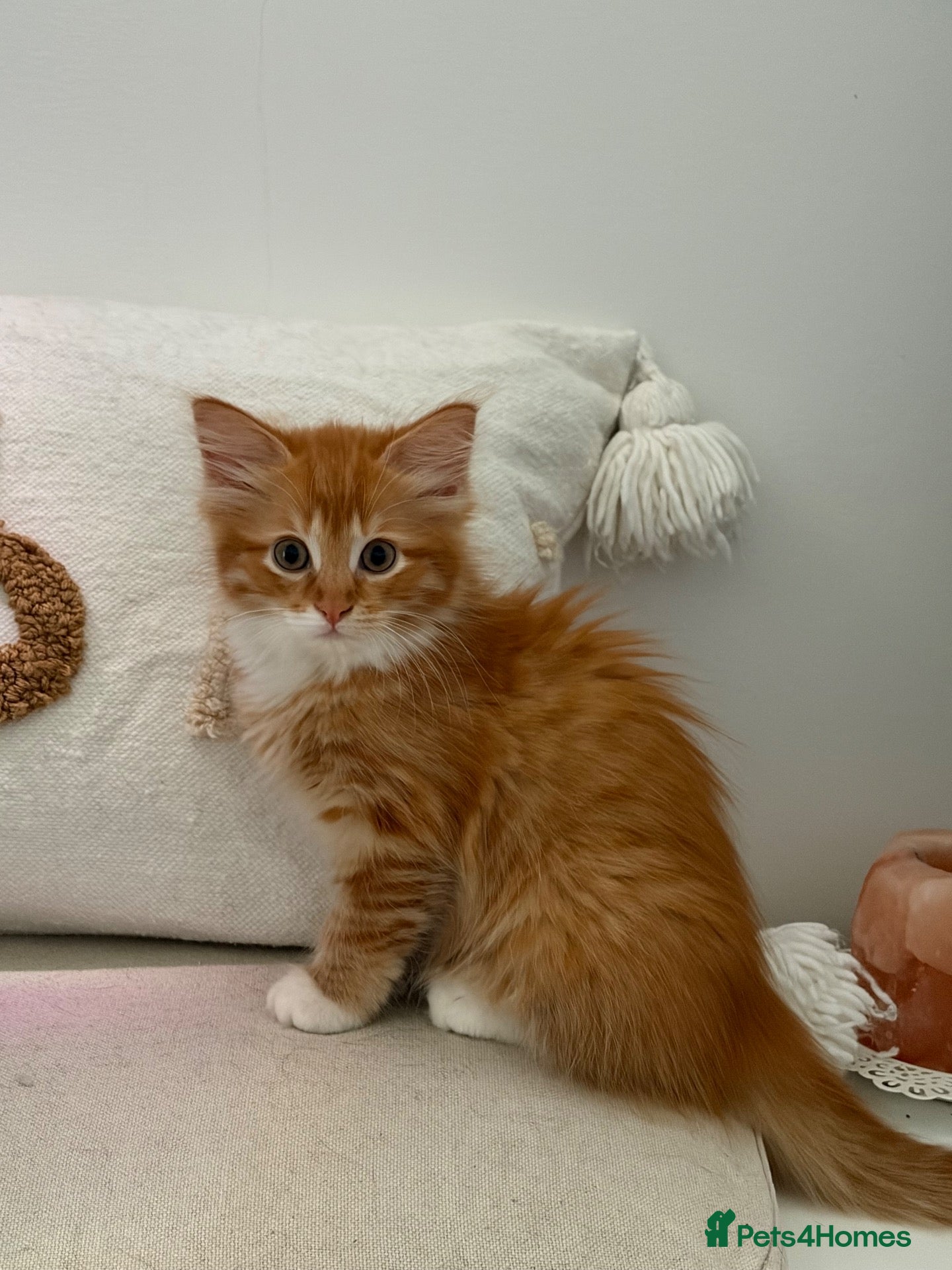Mixed Breed cats ONE LEFT HALF-RAGDOLL KITTENS ❤️ - Advert 2