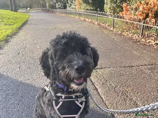 Mixed Breed dogs Loving, trained 8 M/O family dog seeking new home - Advert 2