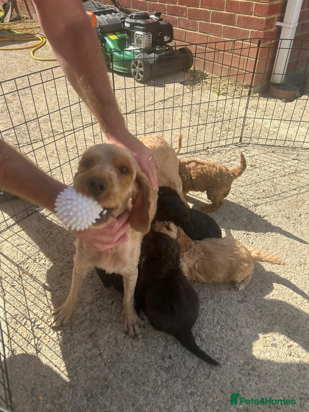 Cockapoo dogs for sale: 7 Beautiful F1 Cockapoo Puppies  - Advert 27