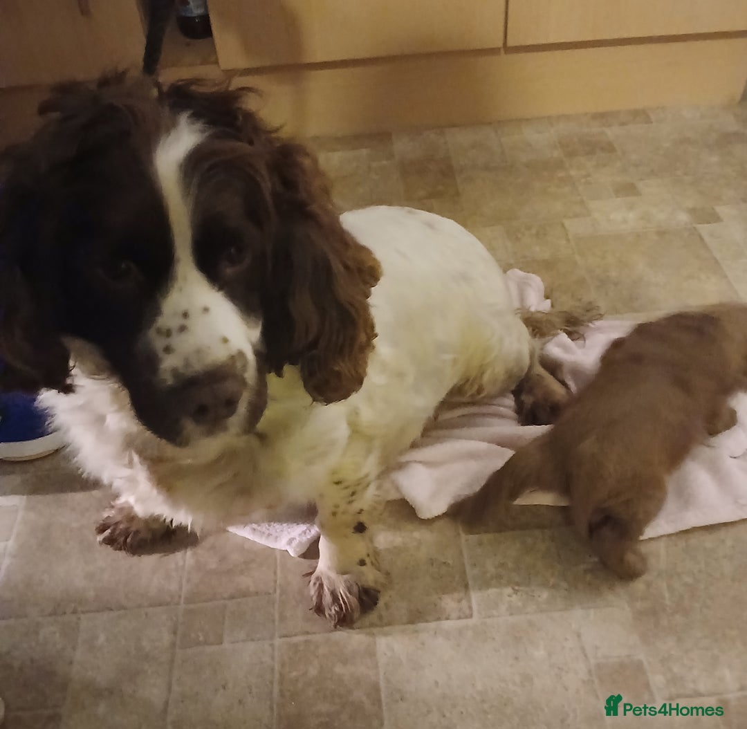 Cockapoo dogs for sale: Cockapoo puppies - Advert 10