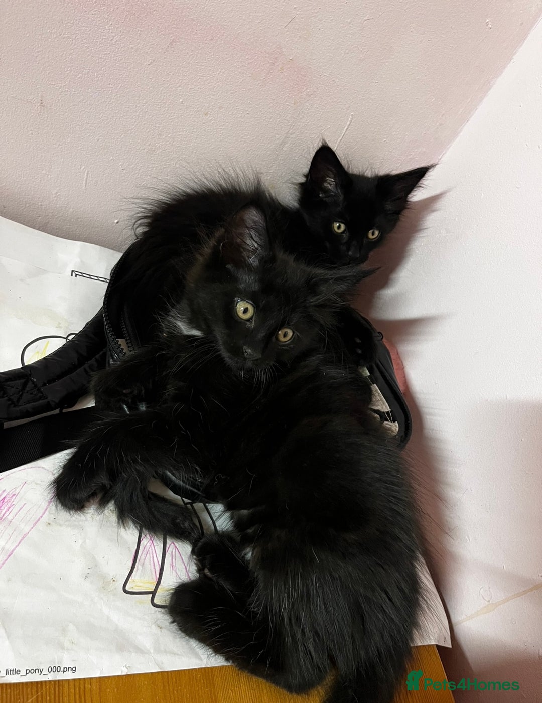 Maine Coon cats for sale: 2 sweet boys looking for new home - Image 12