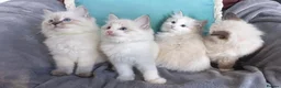 Ragdoll cats for sale: Stunning GCCF Registered Ragdoll Kittens. in Lancaster - Advert 21