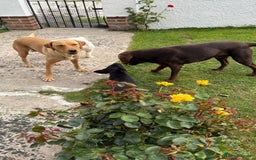 Labrador Retriever dogs for sale: Gorgeous Labrador puppies northern ireland - Image 2