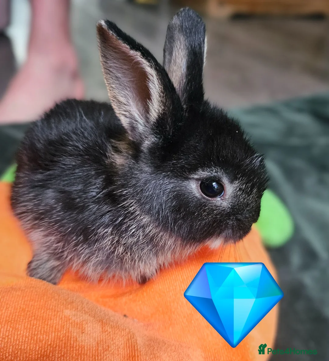 Mixed Breed rabbits for sale: Baby rabbits  in Crawley - Advert 2