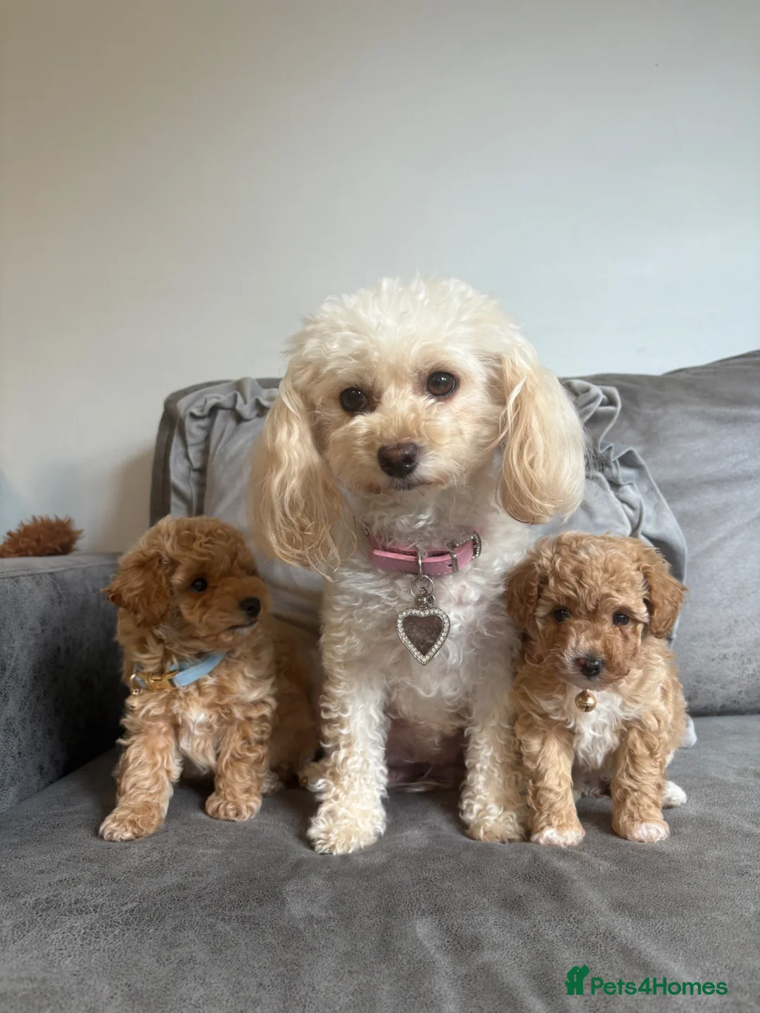 Maltipoo dogs for sale: Adorable Toy Poodle Puppies - Advert 1
