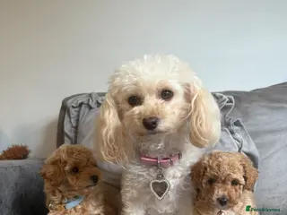 Maltipoo dogs Adorable Toy Poodle Puppies - Advert 5