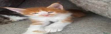 stunning Red & white Bi-colour Maine coon Kitten 