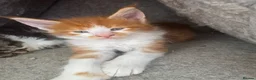 Maine Coon cats for sale:  Maine Coon Kittens  - Advert 3