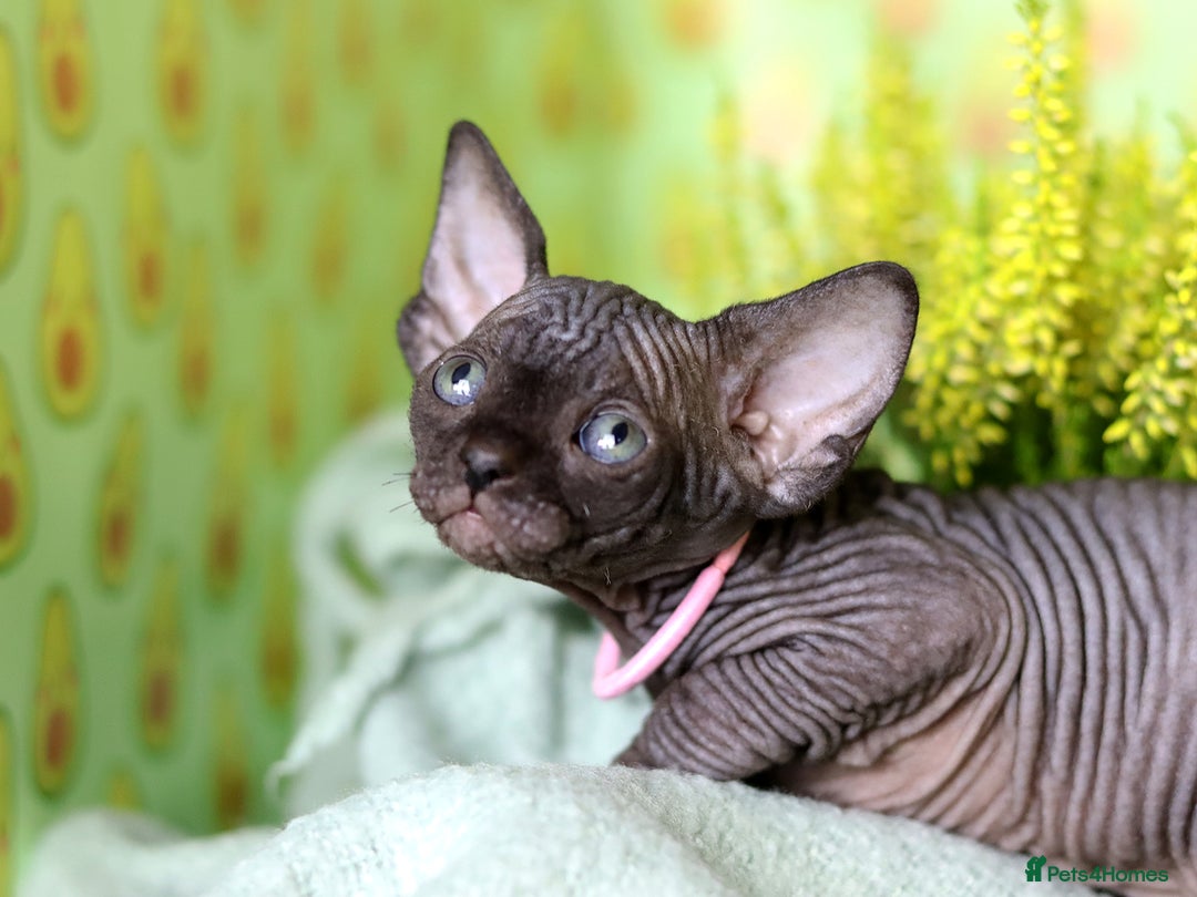 Sphynx cats for sale: Bloodline Sphynx Kittens  - Image 11