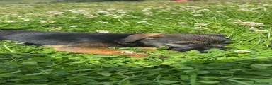 Border Terrier 3