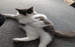 Maine Coon cats for sale: GCCF Maine Coon Cat for Sale – Loving Lap Cat - Image 11