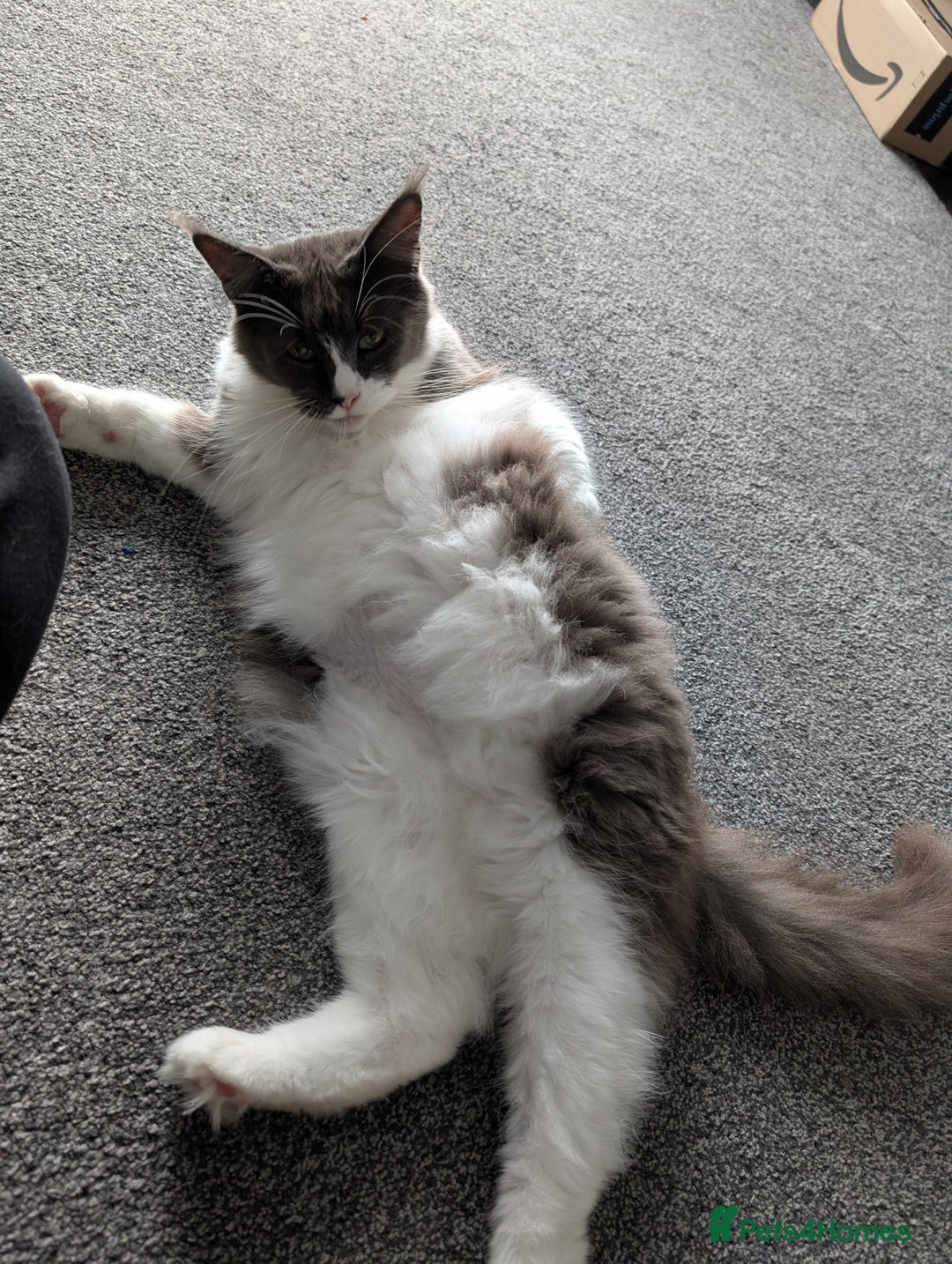 Maine Coon cats for sale: GCCF Maine Coon Cat for Sale – Loving Lap Cat - Image 11