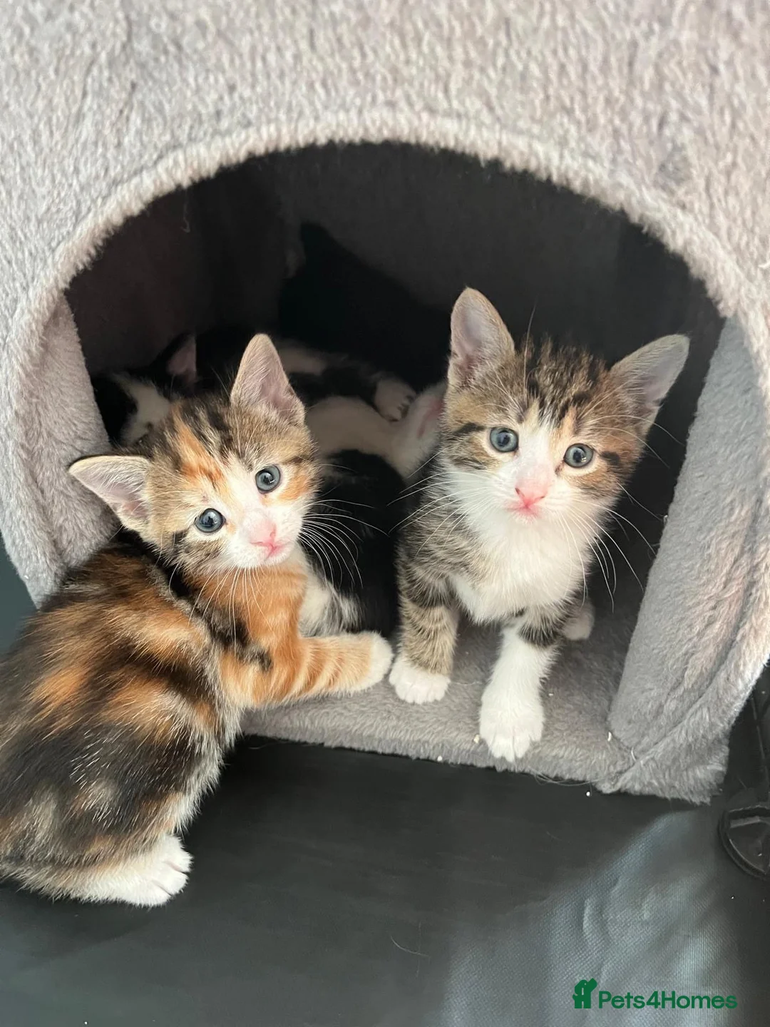 Mixed Breed cats for sale: 5 adorable kittens  - Advert 2