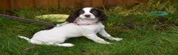 Cocker Spaniel dogs for sale: Ready Now Kc Reg Health Tested - Advert 2