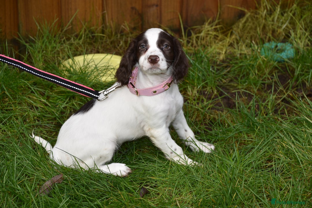 Cocker Spaniel dogs for sale: Ready Now Kc Reg Health Tested - Advert 2