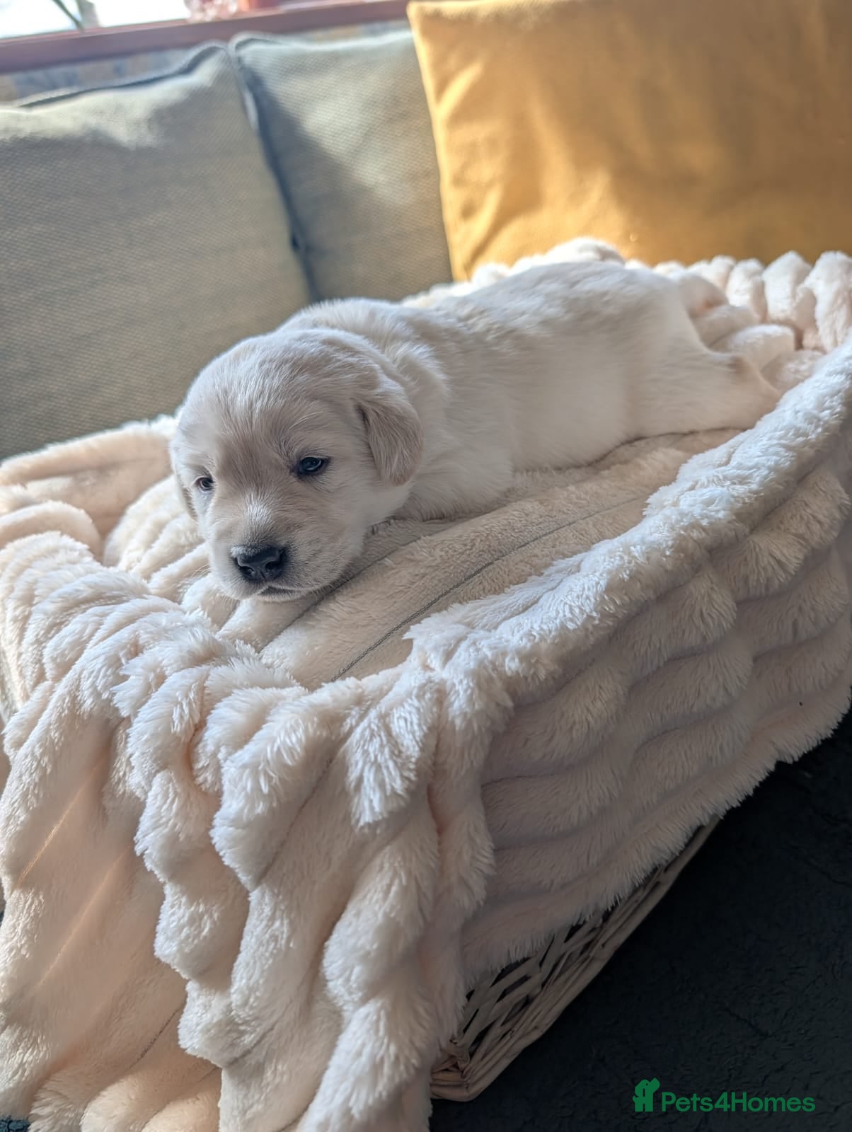 Labrador Retriever dogs 3 boys and 1 girl  - Advert 2