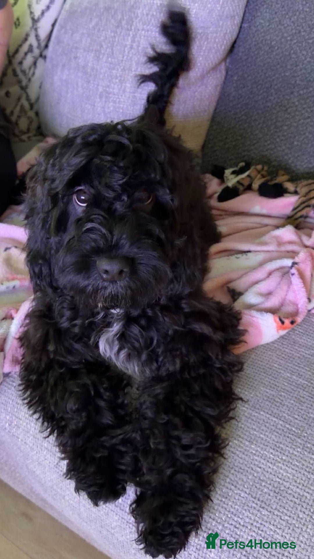 Cockapoo dogs for sale: Male F1B cockapoo - Advert 5