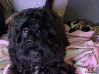 Cockapoo dogs Male F1B cockapoo - Advert 2