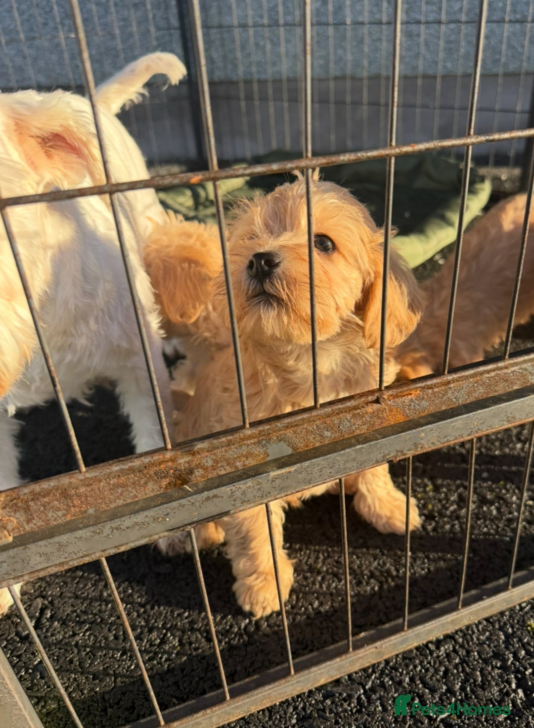 Mixed Breed dogs for sale: Toy/Mini Schnoodle Puppies  - Advert 4